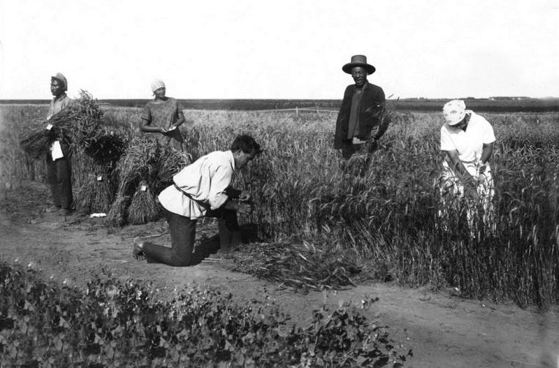 Уборка селекционного питомника яровой пшеницы, 1926