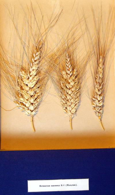 Ветвистая пшеница