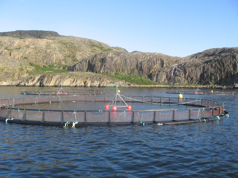 В садках в Мурманской области вырастили 9,9 тысяч тонн рыбы