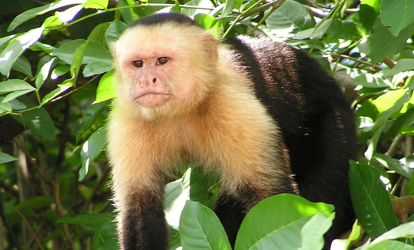 Зоозащитники потребовали вырезать сцены с обезьянкой из «Фабельманов»
