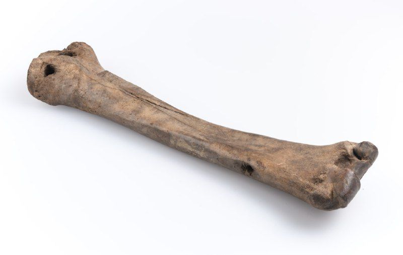 На выставке в Великом Новгороде покажут костяные коньки XII века