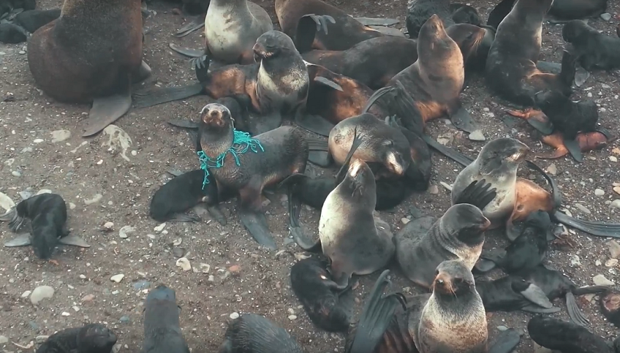 На Сахалине выпустили фильм «Изменения» о спасении сивучей и океана
