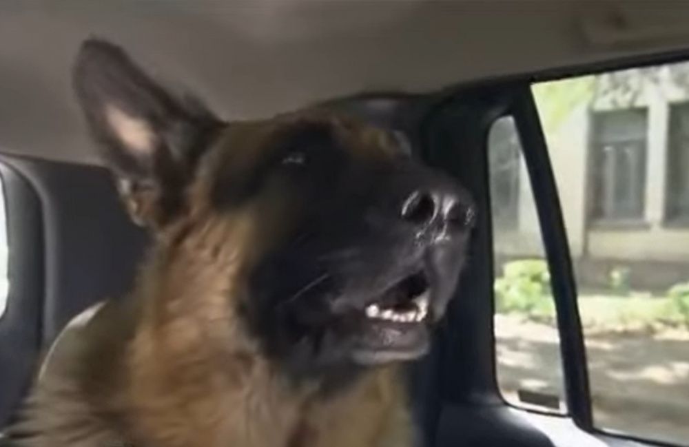 НТВ начал снимать продолжение сериала про полицейского пса Мухтара