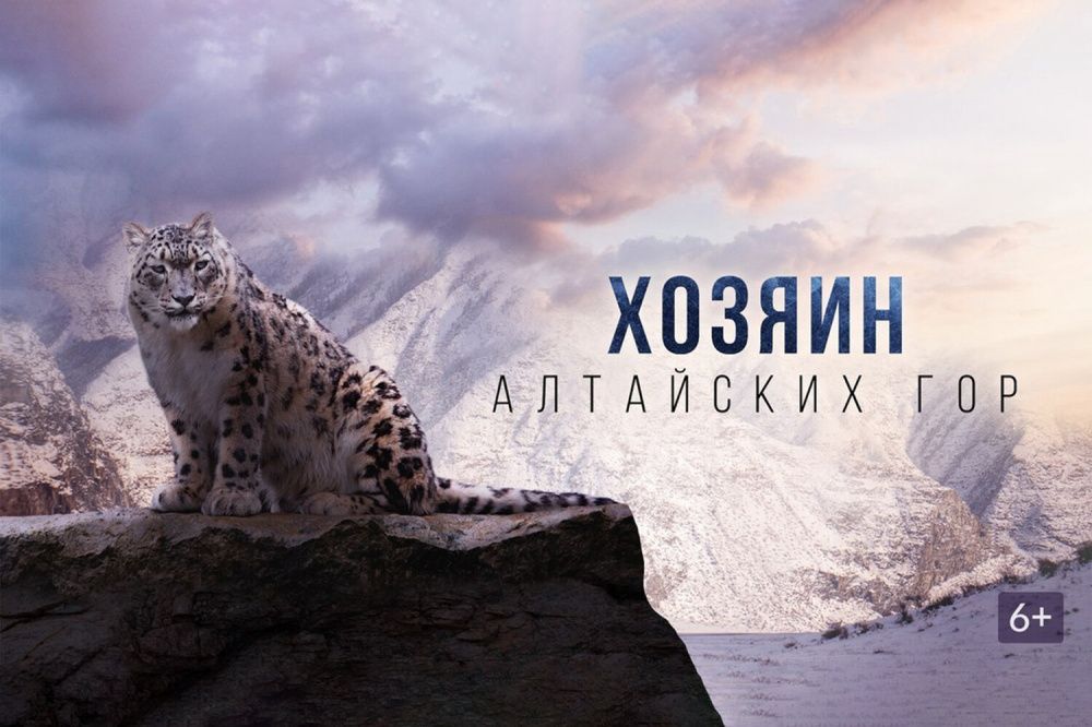 Фильм о снежном барсе «Хозяин Алтайских гор» вышел онлайн
