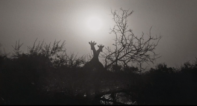 Дебютировал трейлер фильма «Зверь» с Идрисом Эльбой