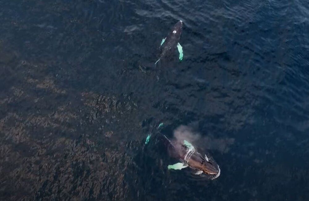 В Мурманской области сняли фильм о спасении кита Станислава в районе Териберки