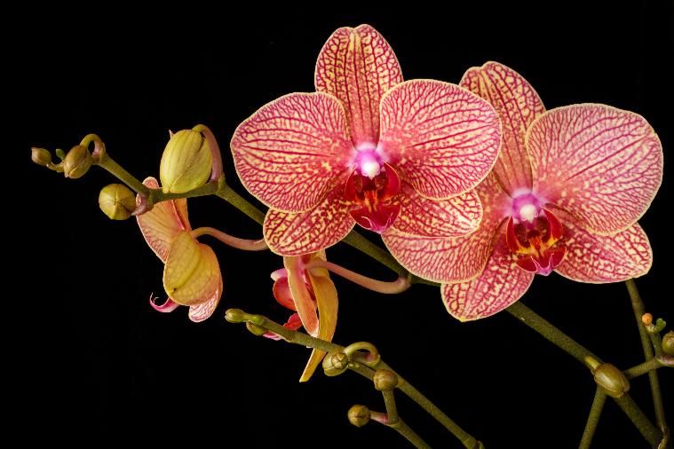 Редкий вид орхидеи распустился в Ботаническом саду в Петербурге всего на четыре дня