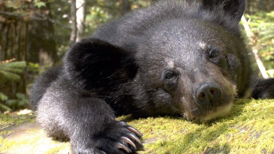 Режиссер Владислав Гришин: «Для меня главное в кино — искренность»