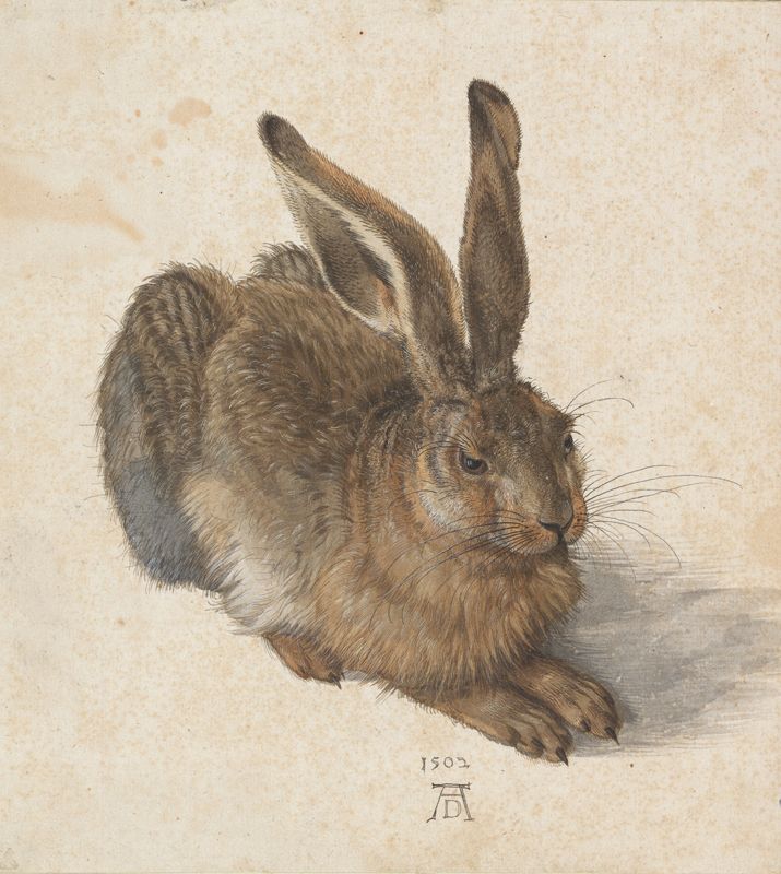 «Молодой заяц». 1502