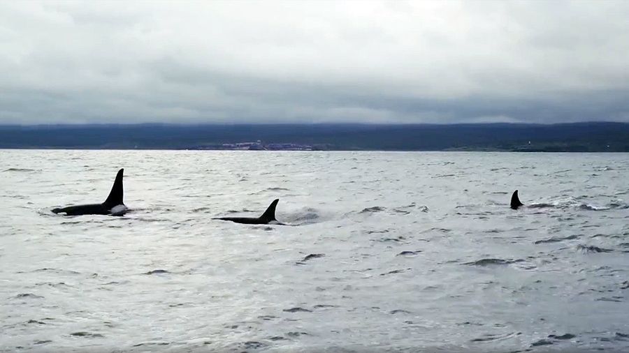 «О людях и китах» «О людях и китах»