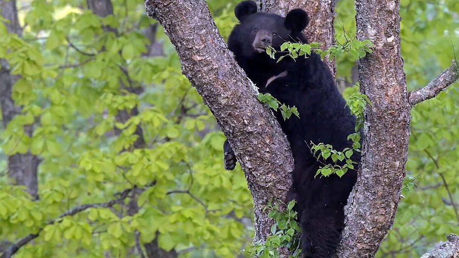 «Мои медведи. Гималайцы» «Мои медведи. Гималайцы»