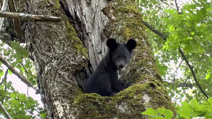 «Мои медведи. Гималайцы» «Мои медведи. Гималайцы»