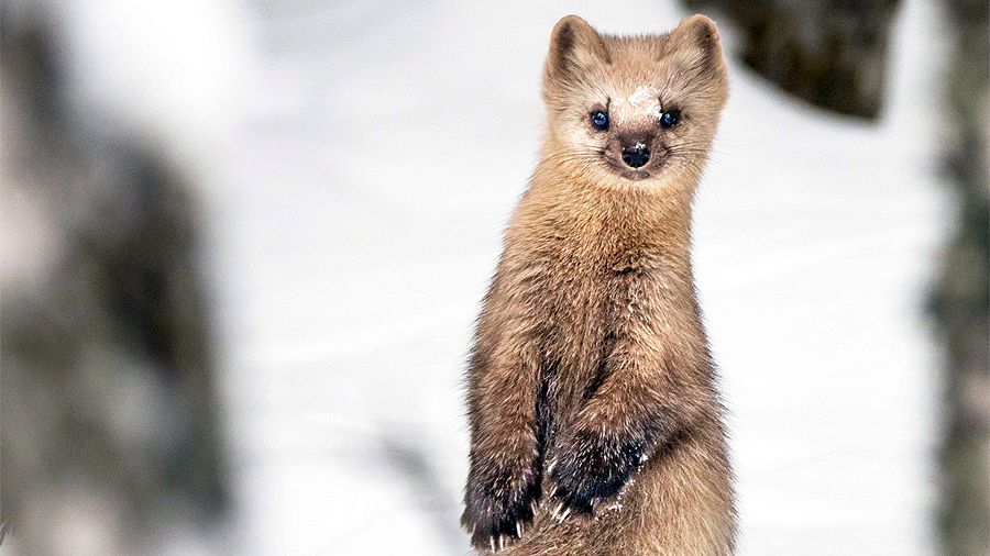 «Лес. Хранитель жизни» «Лес. Хранитель жизни»