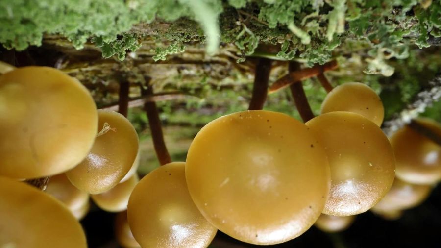 «Лес. Хранитель жизни» «Лес. Хранитель жизни»