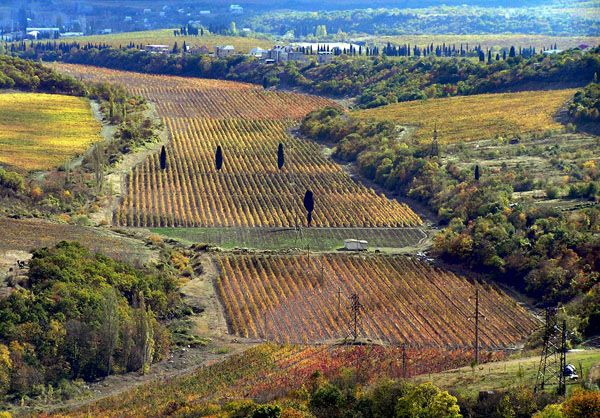 Виноградники в крыму фото