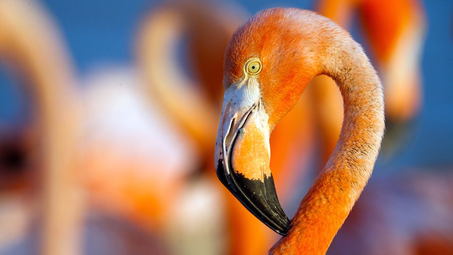 «Фламинго: жизнь после метеорита»