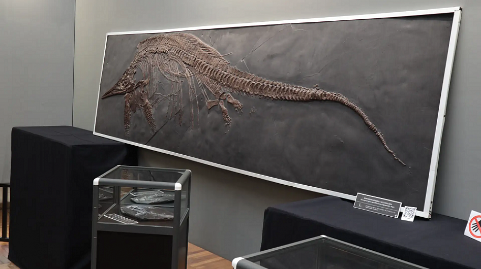 Гигантские черепа тираннозавра и трицератопса представили на выставке в Воронеже