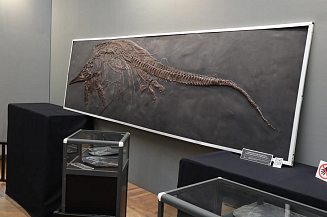 Гигантские черепа тираннозавра и трицератопса представили на выставке в Воронеже