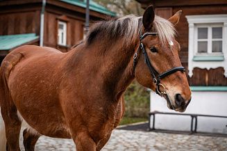 Музей-заповедник «Коломенское» пополнился новым обитателем 
