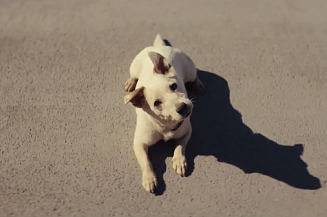 Появились первые кадры семейной картины «Моя собака — космонавт»